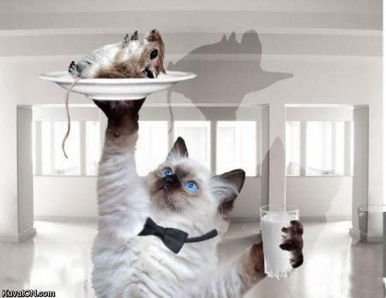 cat_waiter.jpg