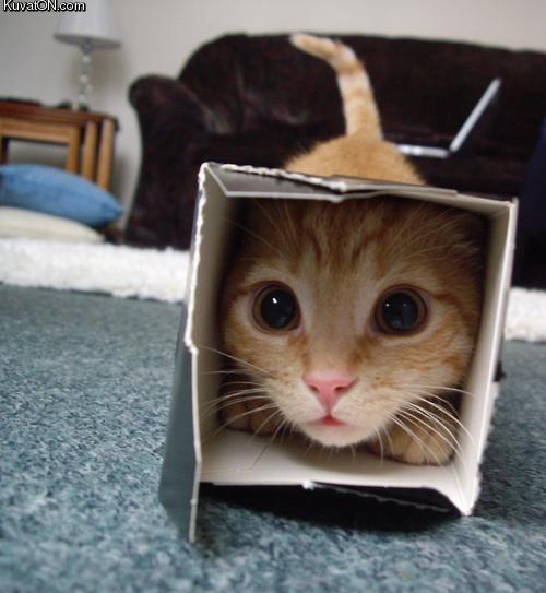 catbox.jpg