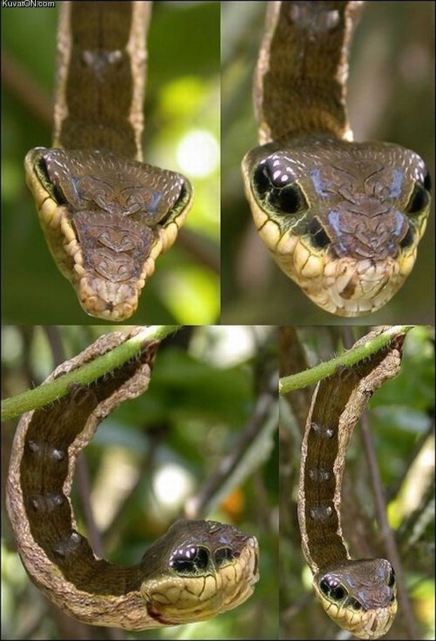 caterpillar_snake_camouflage.jpg