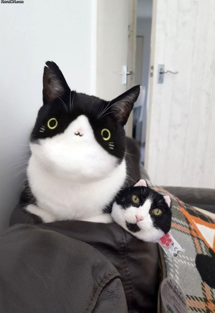 catfaceswap.jpg