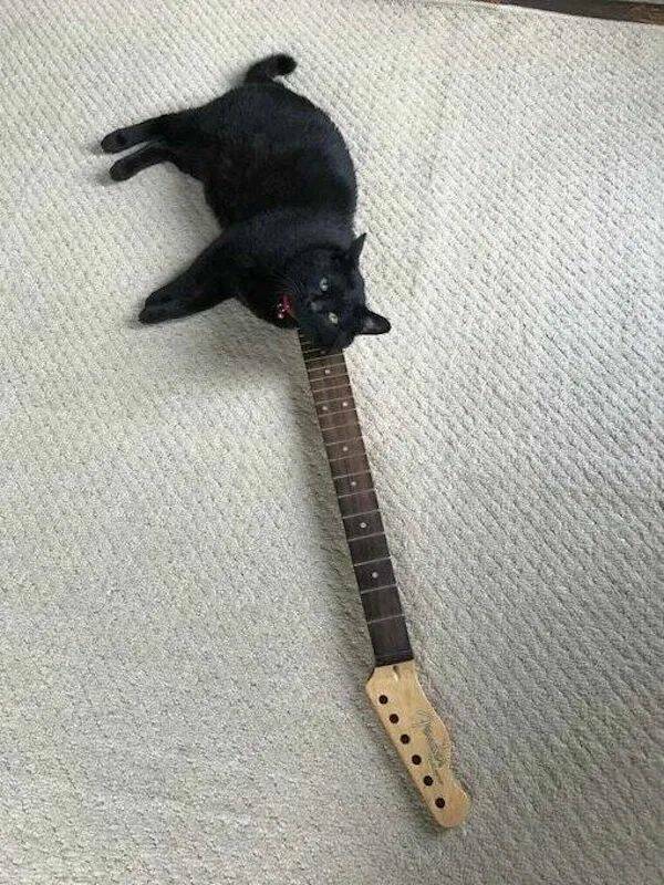 catguitar4.jpg