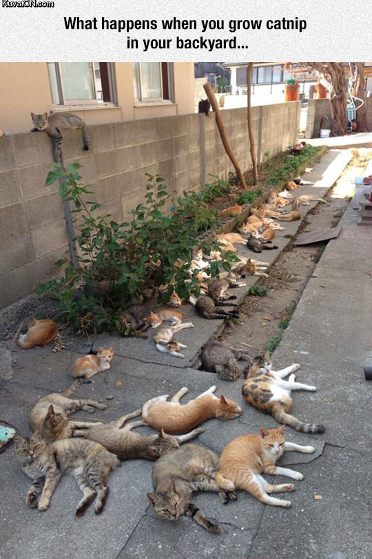 catnip_brings_all_the_cats_to_the_yard.jpg