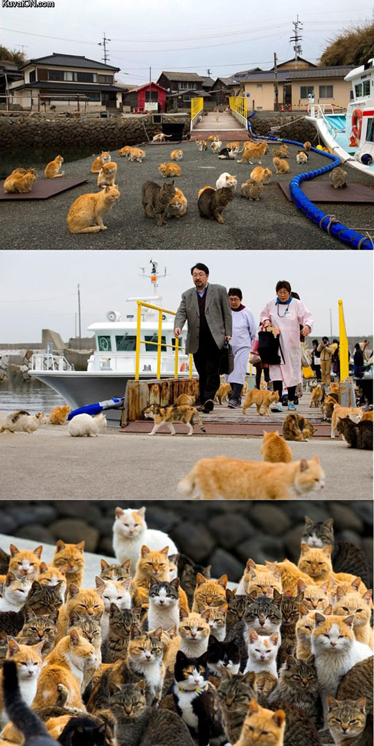 cats_occupied_an_island_in_japan.jpg