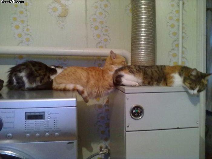 cats_sleep_everywhere.jpg