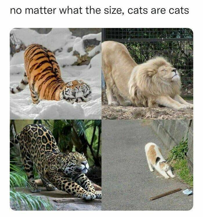 catsarecats.jpg