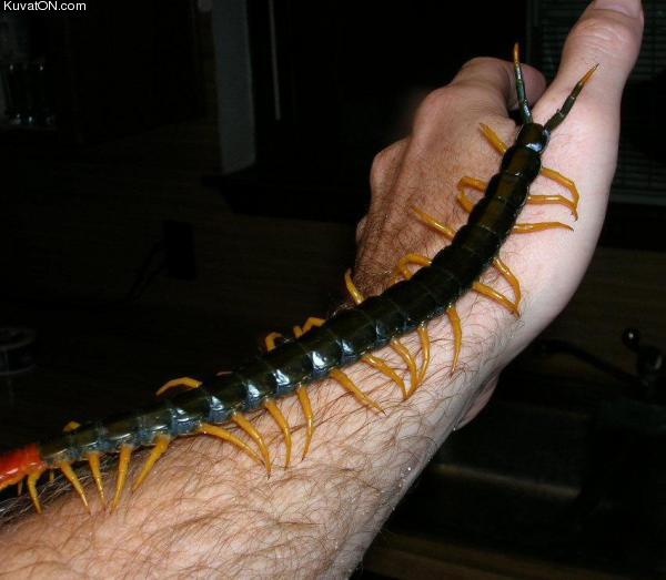 centipede_from_hell.jpg