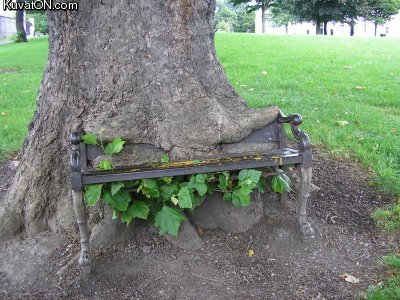 chair_tree_dublin.jpg