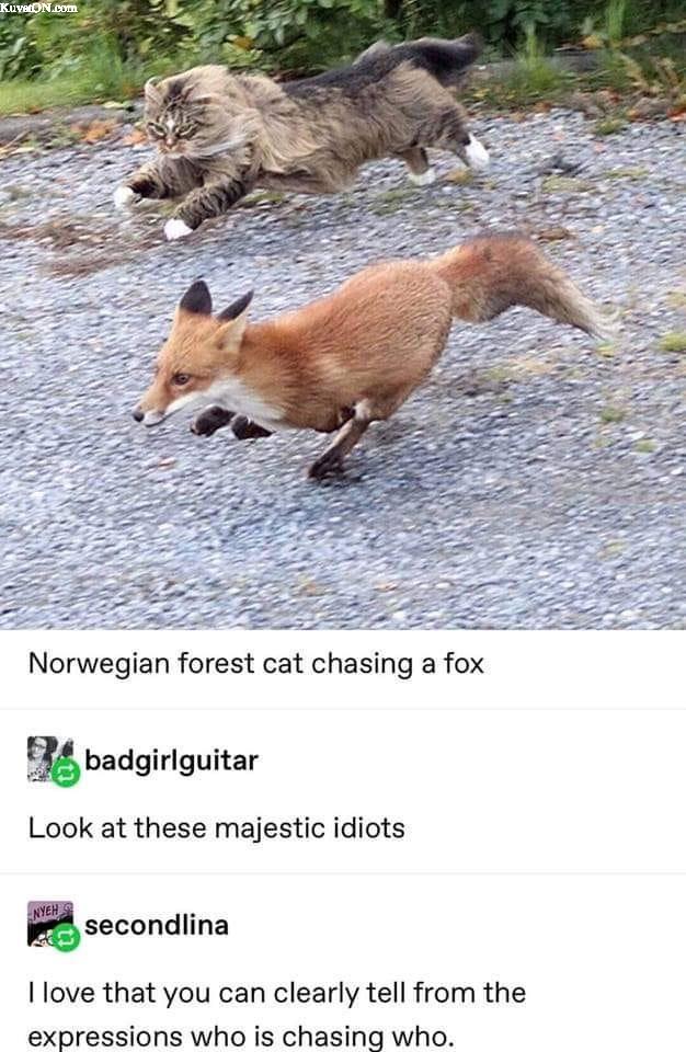 chasingfox.jpg