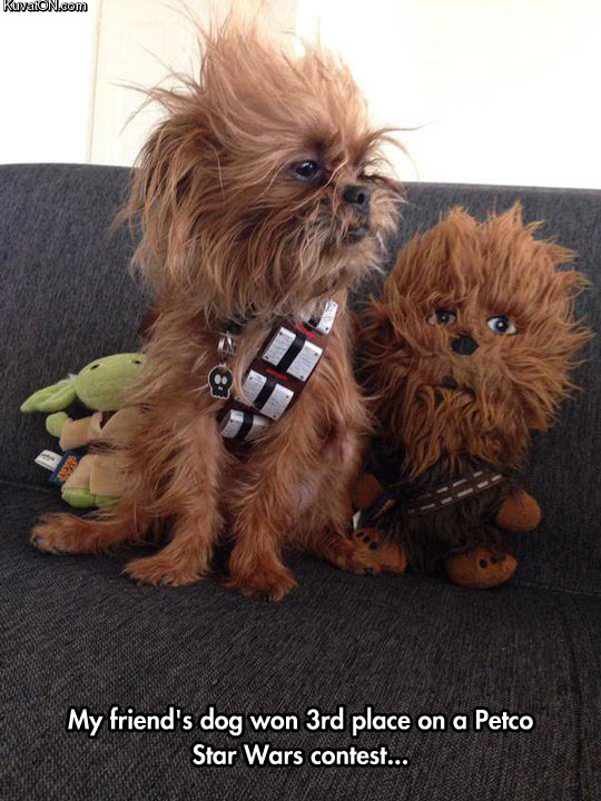 chewbacca_cosplay.jpg