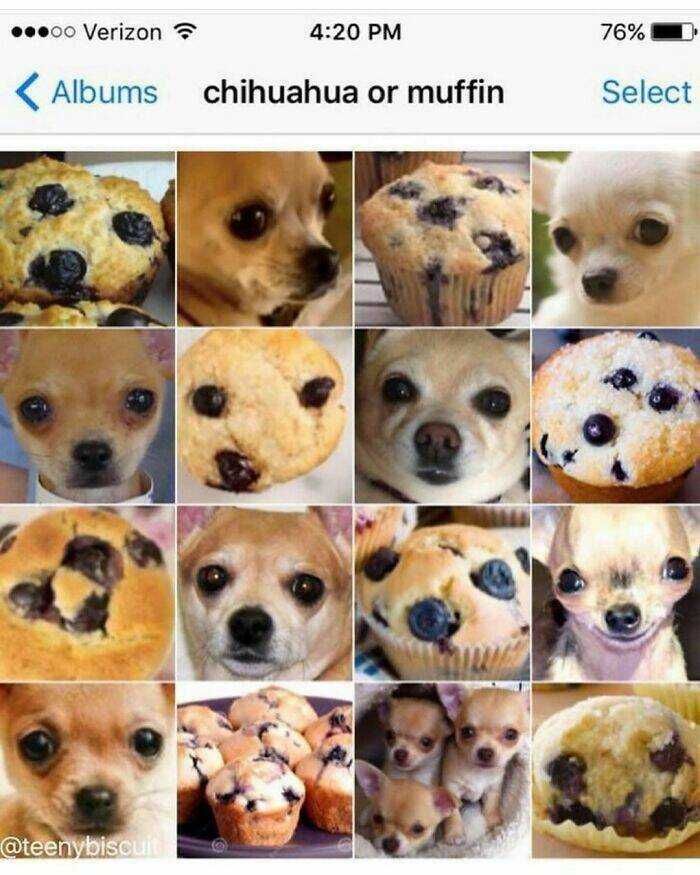 chihuahua_or_muffin.jpg