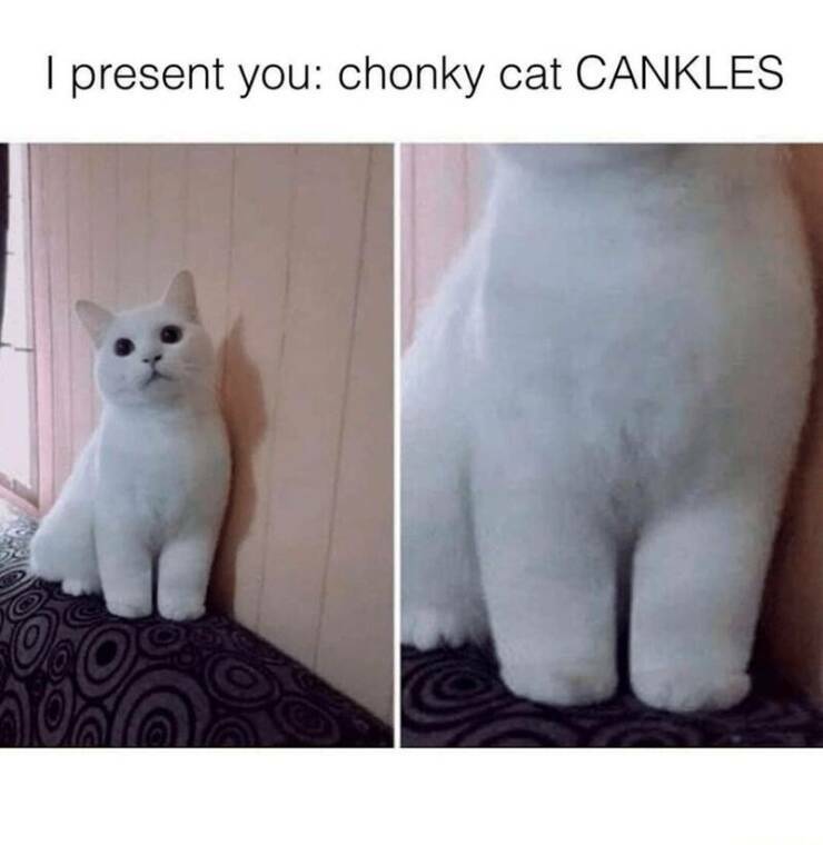 chonkycat.jpg