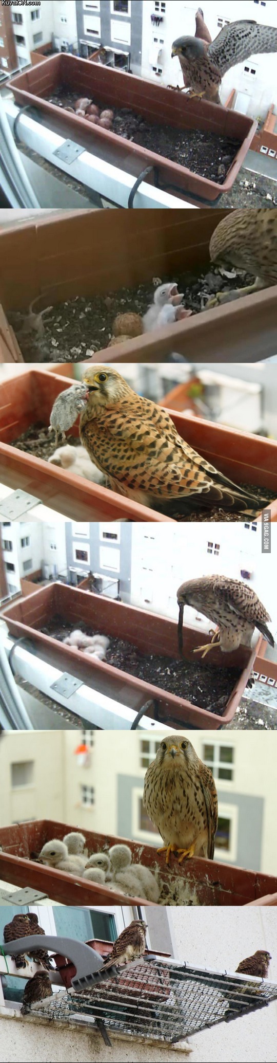 city_falcon_nest.jpg