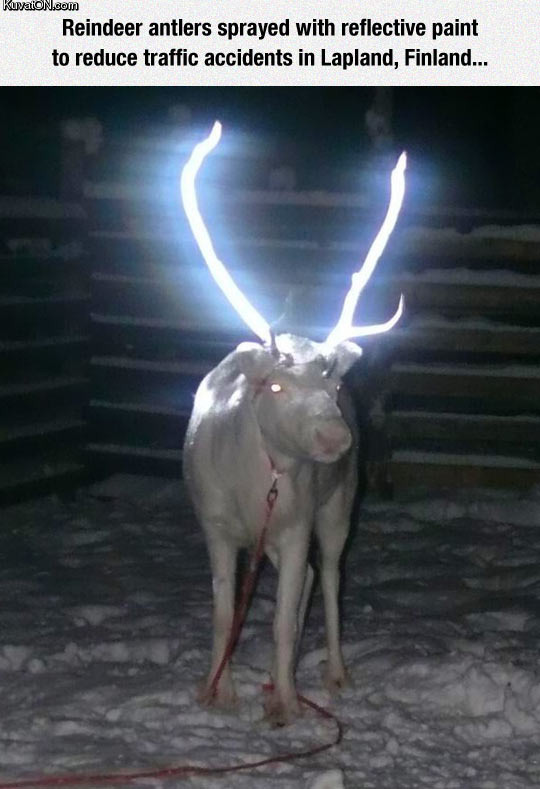 clever_reindeer_antlers.jpg