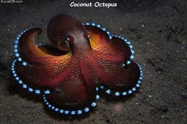 coconutoctopus.jpg