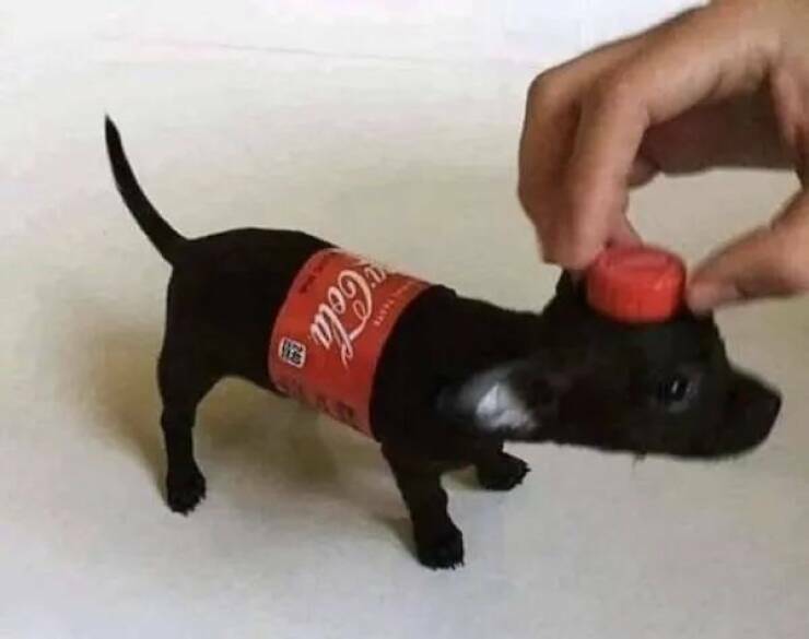 cokedog.jpg