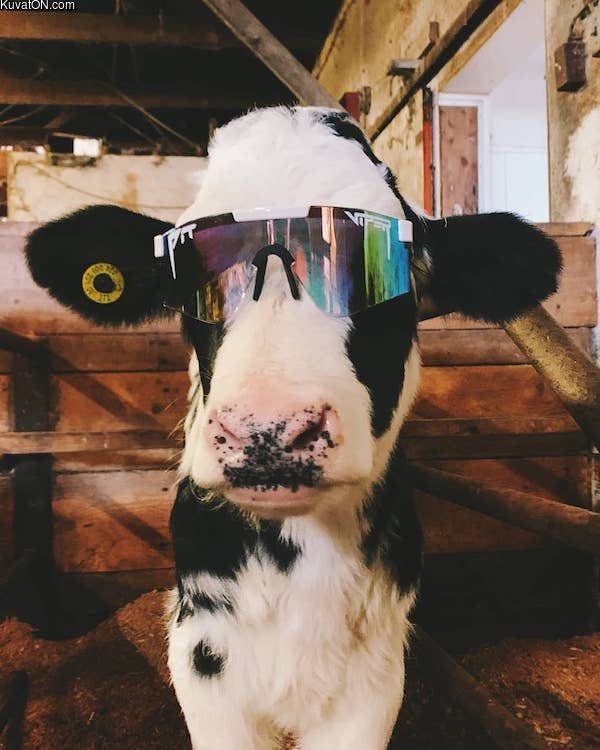 cool_cow.jpg