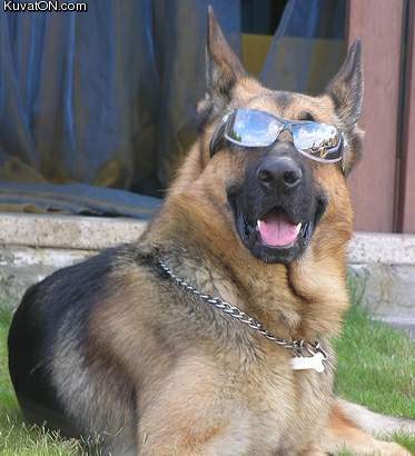 cool_dog4.jpg