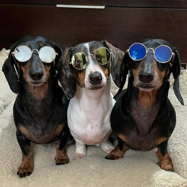 cool_dogs3.jpg