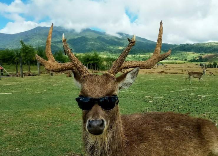 cooldeer.jpg