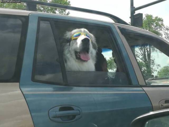 cooldog6.jpg