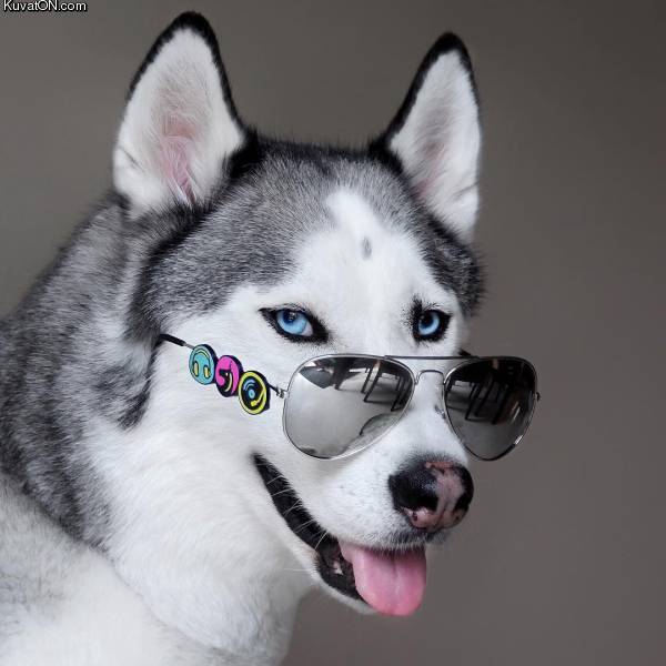 cooldoge5.jpg