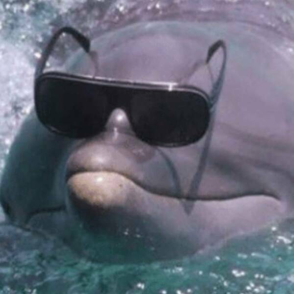 cooldolphin.jpg