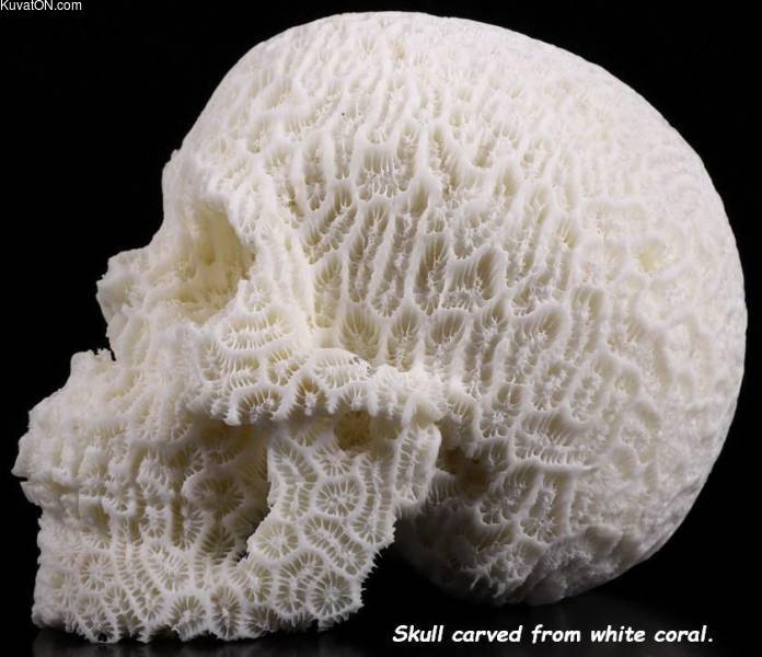 coral_skull.jpg