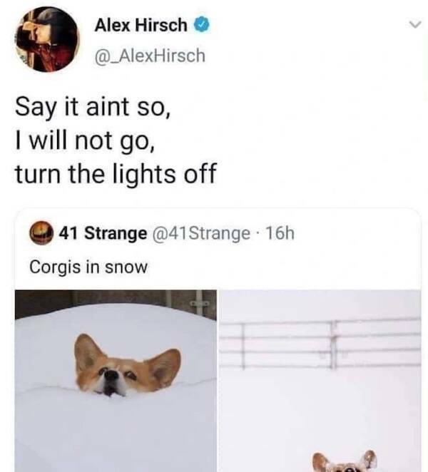 corgis_in_snow.jpg