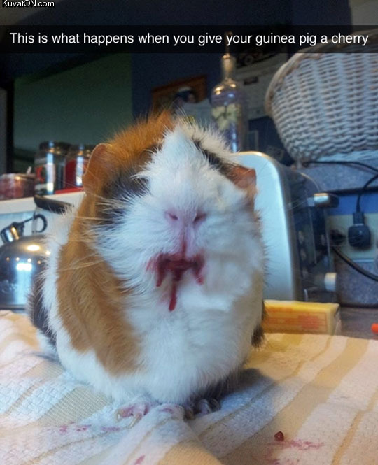 creepy_guinea_pig.jpg