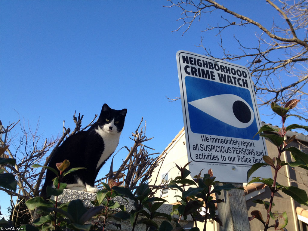 crime_watch_cat.jpg