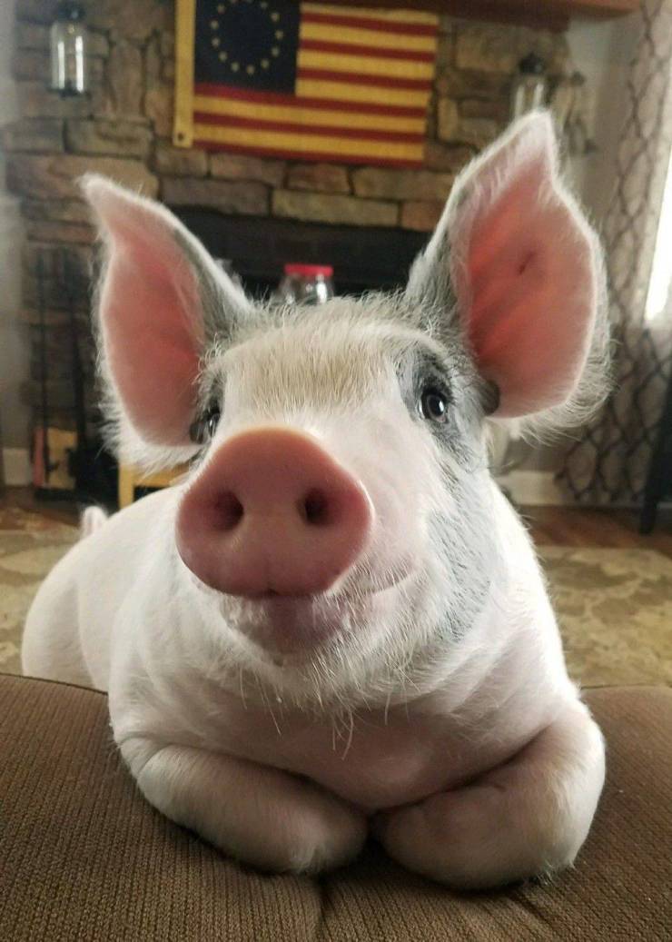 cute_pig3.jpg