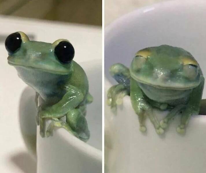 cutefrog2.jpg