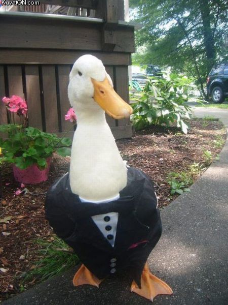 dapper_duck.jpg