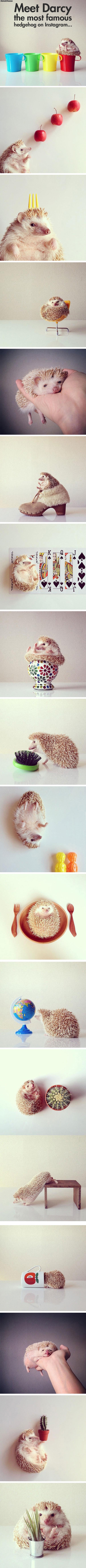 darcy_the_most_fabulous_hedgehog_on_the_internet.jpg