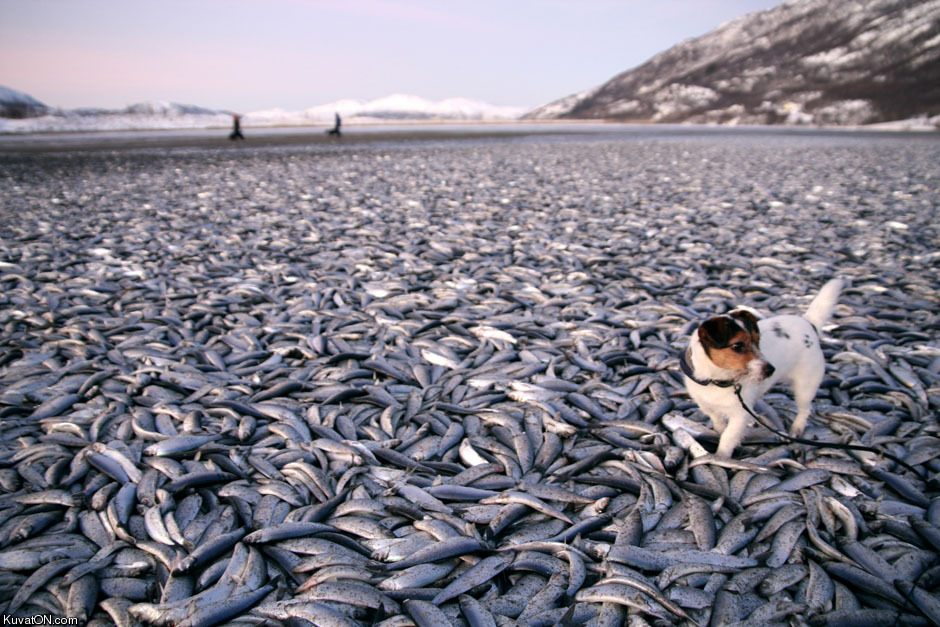 dead_herrings_on_beach_in_kvennes_norway.jpg