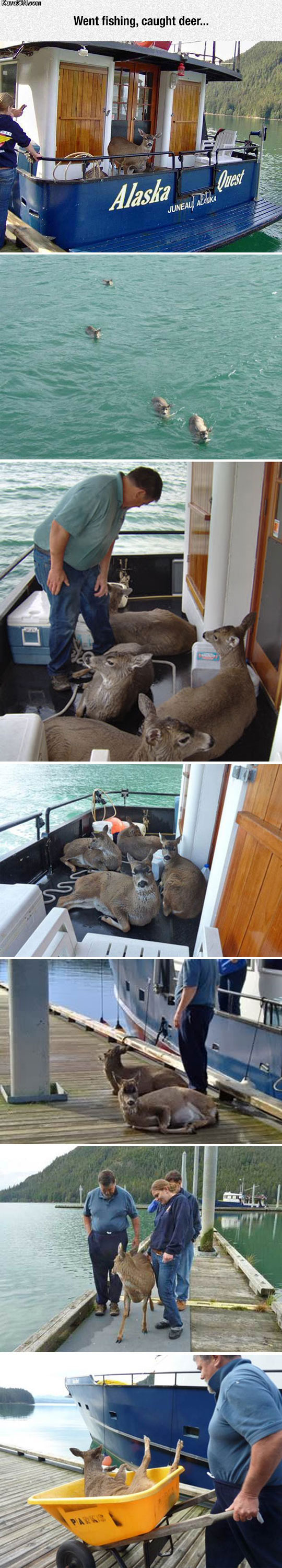 deer_fishing_done_properly.jpg