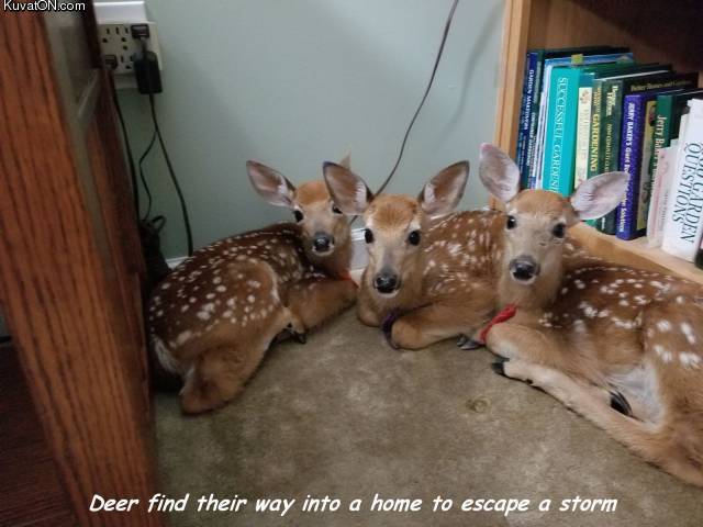 deers3.jpg