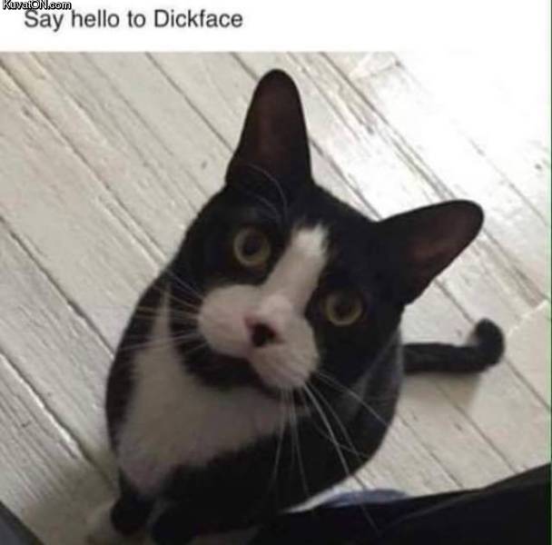 dickfacecat.jpg