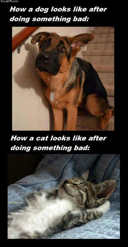 difference_between_dogs_and_cats.jpg