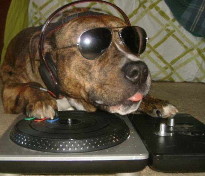 djdoge.jpg