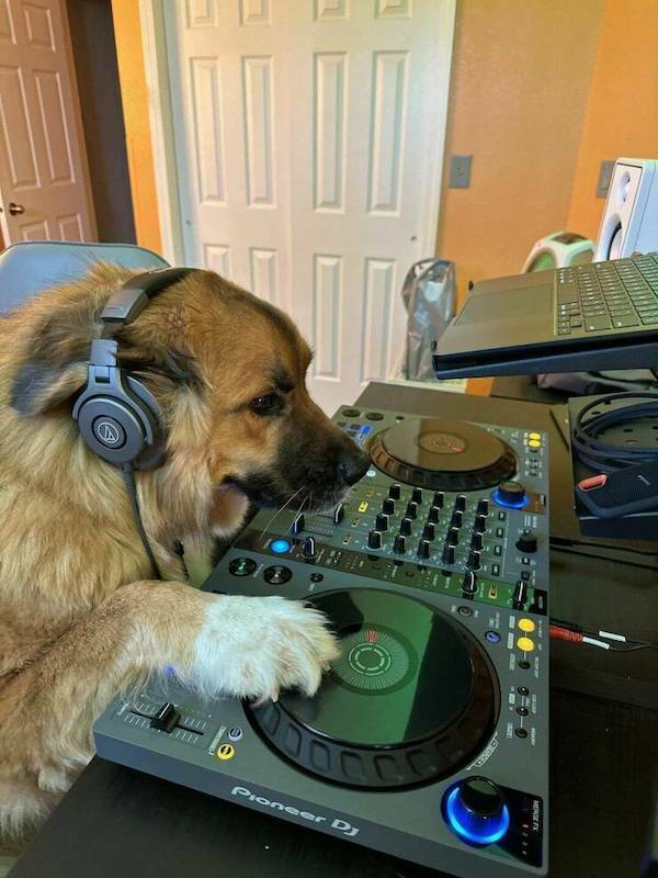 djdoge2.jpg