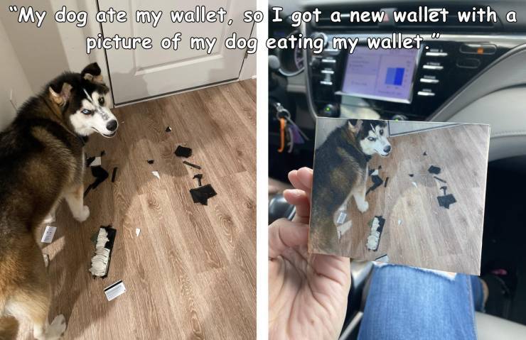 dog_ate_my_wallet.jpg