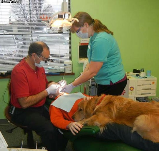 dog_helps_boy_get_over_his_fear_at_the_dentist.jpg