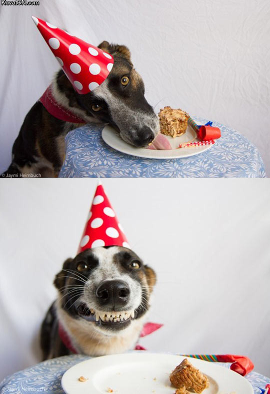 dog_s_birthday_party.jpg