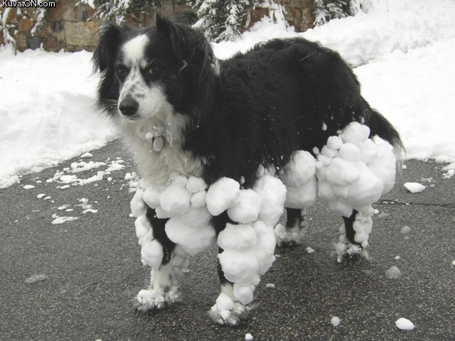 dog_snow.jpg