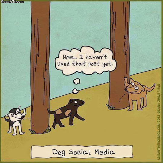 dog_social_media.jpg