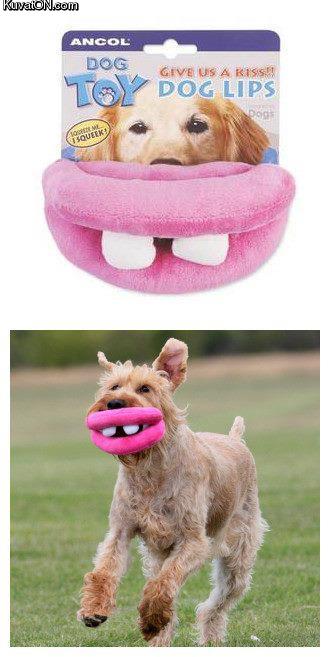 dog_toy.jpg