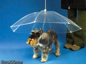 dog_umbrella.jpg