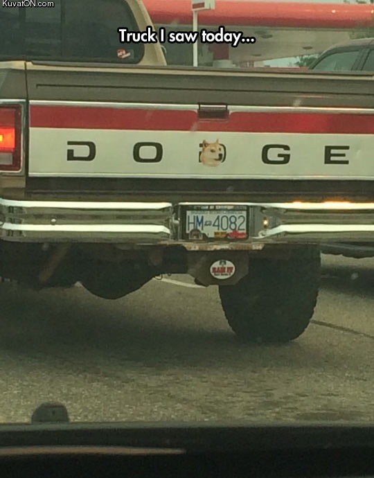 doge_lifestyle.jpg