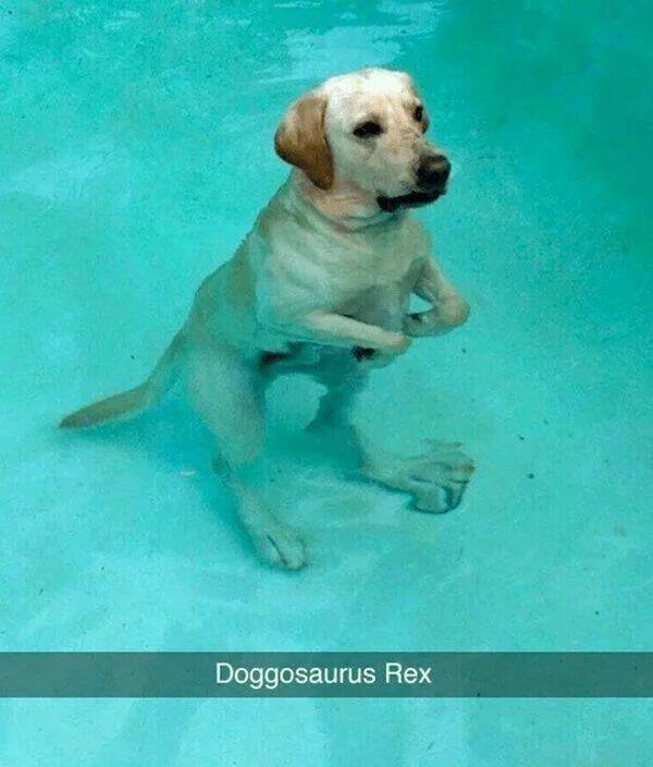 doggosaurus.jpg